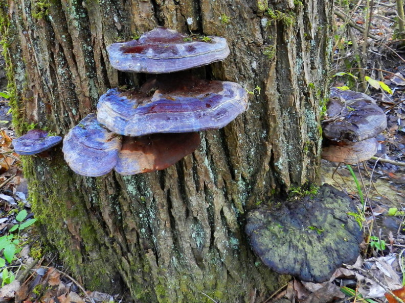 Ganoderma sp.??